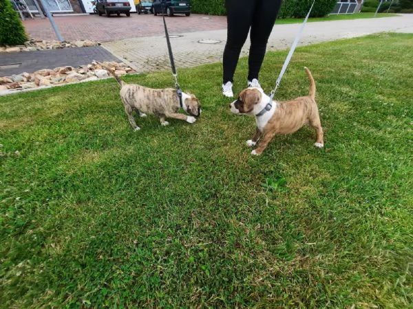 disponibili 3splendide cuccioli pitbull | Foto 1