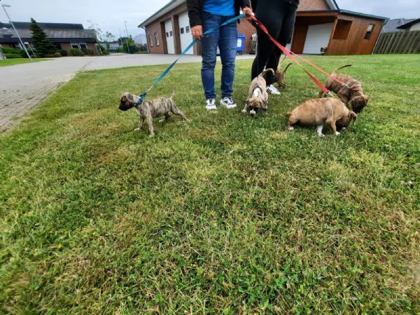 disponibili 3splendide cuccioli pitbull | Foto 0