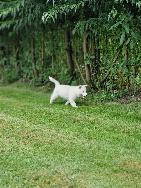 siberian husky occhi color ghiaccio stupendi | Foto 4