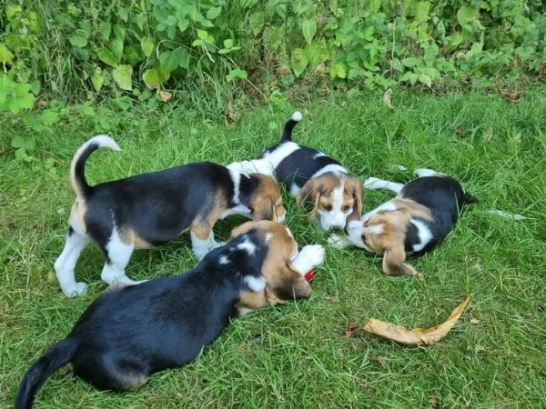 beagle cuccioli splendidi con pedigree | Foto 2