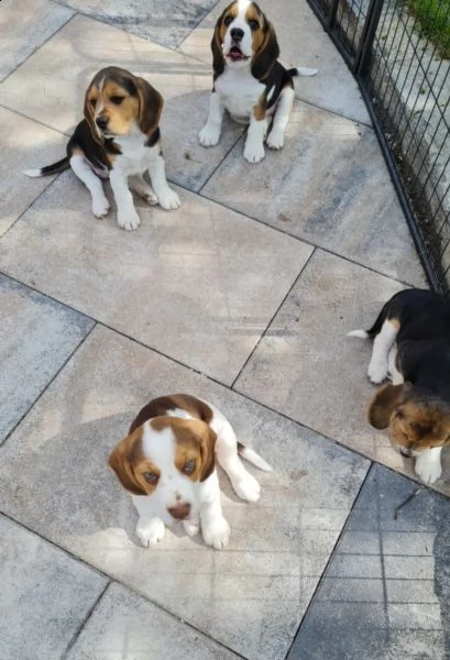 beagle cuccioli splendidi con pedigree | Foto 1