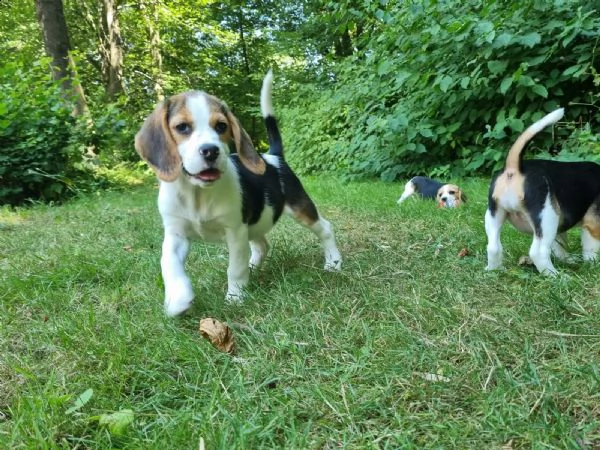 beagle cuccioli splendidi con pedigree | Foto 0