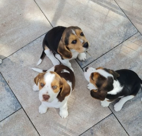 beagle cuccioli splendidi con pedigree