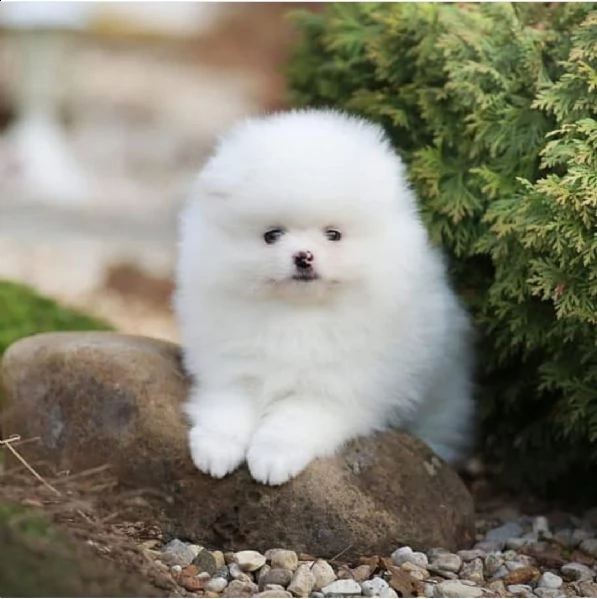 regala cuccioli di pomerania  femmine in adozione[][][][][][][]]][