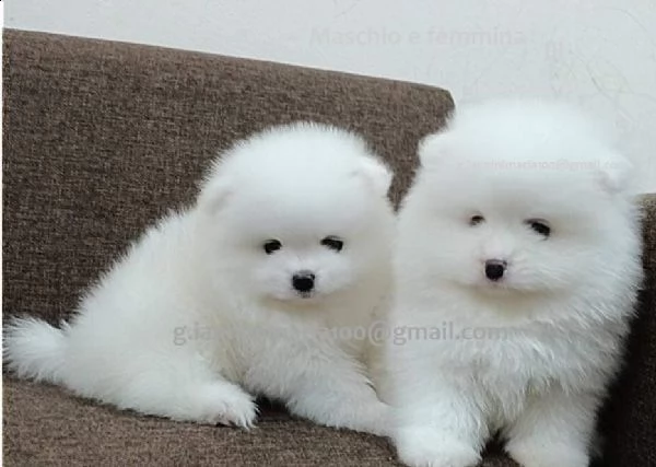 cuccioli di pomerania nani