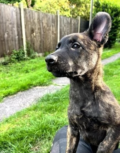 disponibili cuccioli di pastore belga malinois | Foto 1