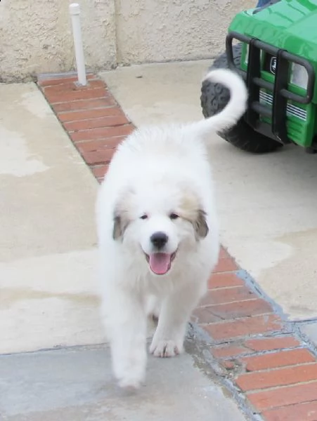 cuccioli di cane da montagna del pirenei | Foto 0
