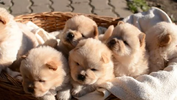 disponibili cuccioli di chow chow sani,