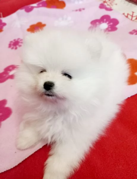 spitz pomerania maschio e femmina | Foto 0