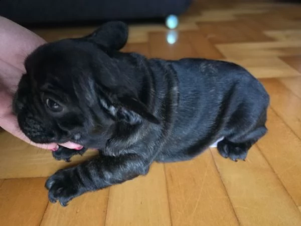 vendo splendidi cuccioli di bulldog francese | Foto 0