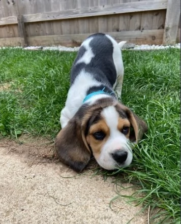 cuccioli di beagle tricolore disponibili subito