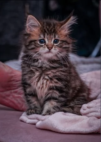 gattini maine coon pronti subito