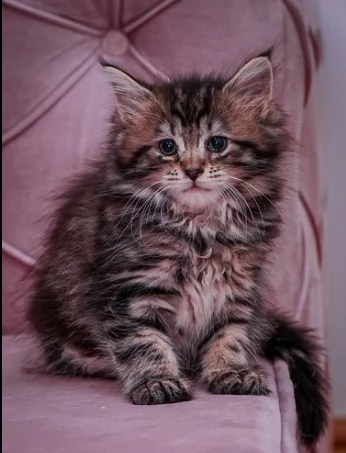 gattini maine coon di razza pura