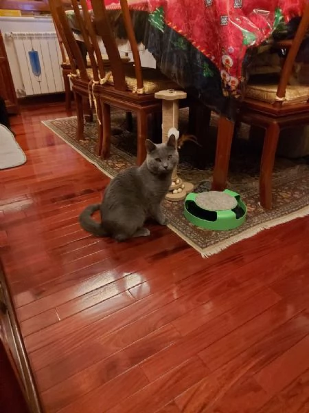 Gatto certosino bellissimo