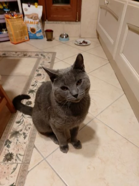 Gatto certosino bellissimo | Foto 3