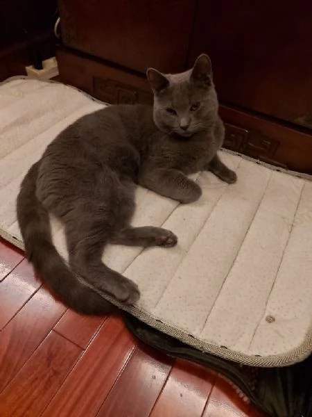 Gatto certosino bellissimo | Foto 2