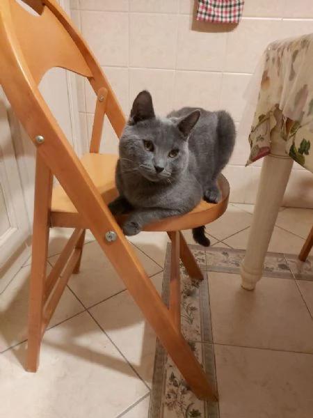 Gatto certosino bellissimo | Foto 1