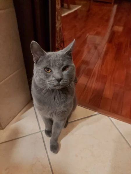 Gatto certosino bellissimo | Foto 0