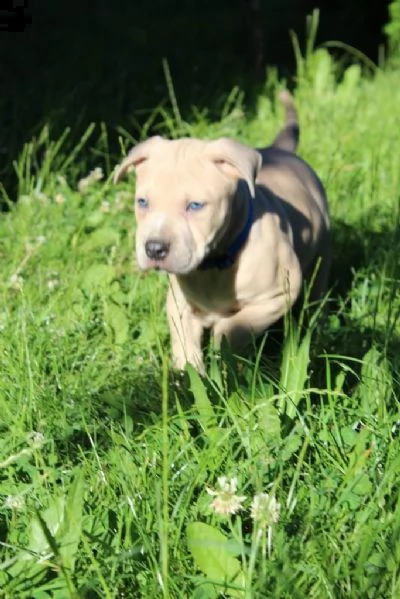 3 meravigliosa cucciolata di pitbull miele | Foto 3