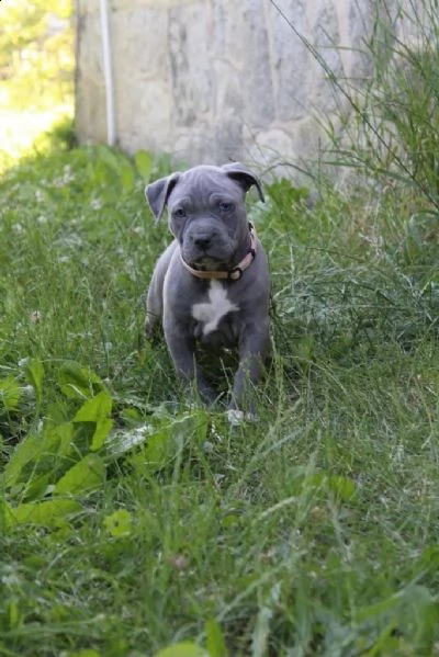 3 meravigliosa cucciolata di pitbull miele | Foto 1