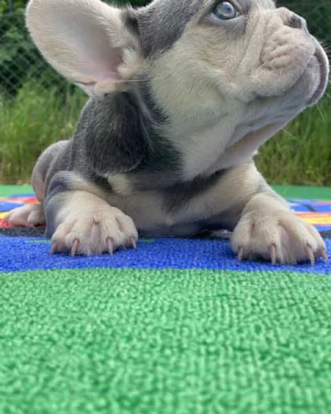cuccioli di bulldog francese per l'adozione