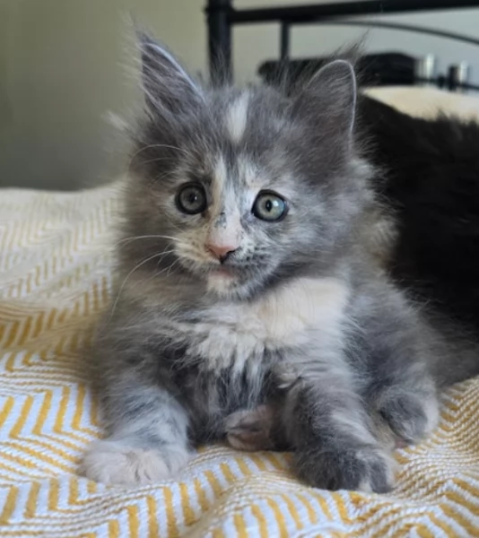 Maine Cood disponibili