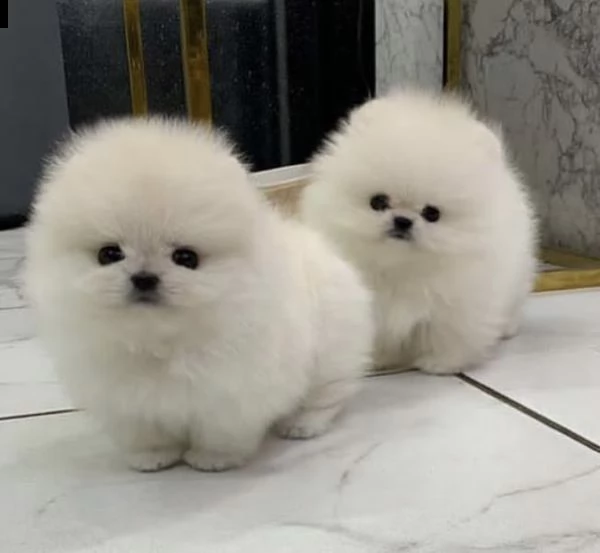  regalo pomerania cuccioli (maschio e femmina)