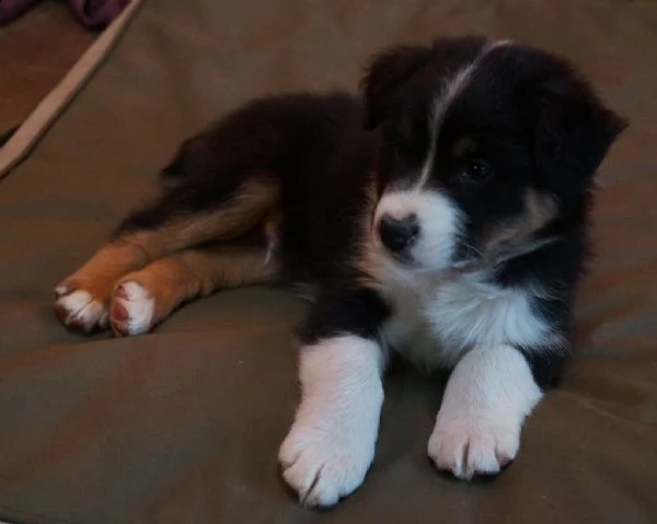 cuccioli di pastore australiano