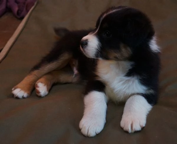 cuccioli di pastore australiano | Foto 1