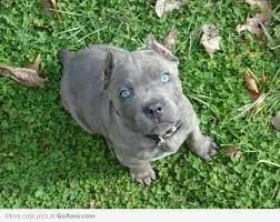 cuccioli sani di cane corso occhi azzurri disponibili ora.