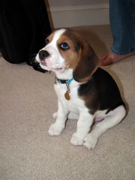 cuccioli di beagle