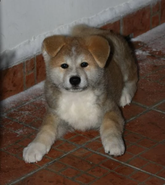 cuccioli di akita inu | Foto 0