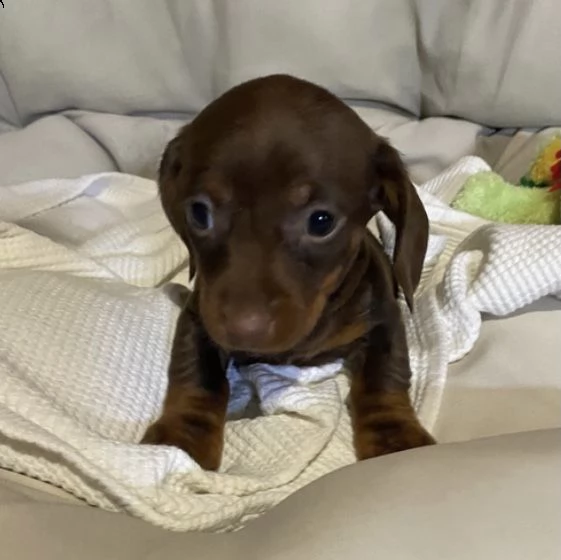 regalo adorabili cuccioli  bassotto femminucce e maschietti