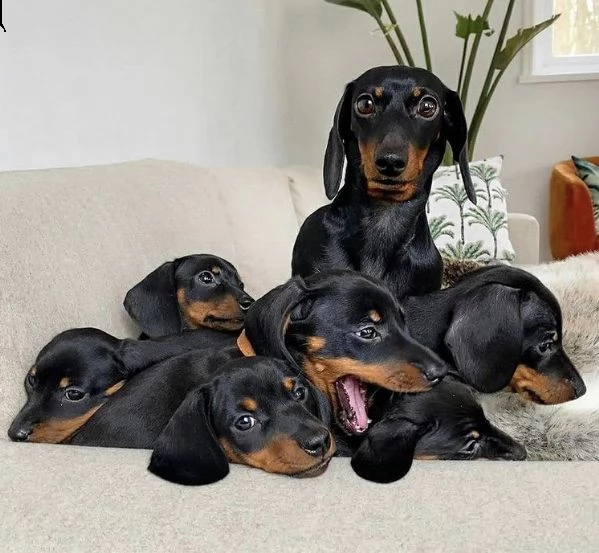 regalo adorabili cuccioli  bassotto (dachshund) femminucce e maschietti disponibili
