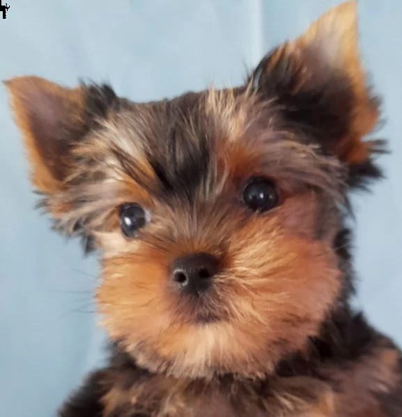  regalo adorabili cuccioli   yorkshire   femminucce e maschietti disponibili