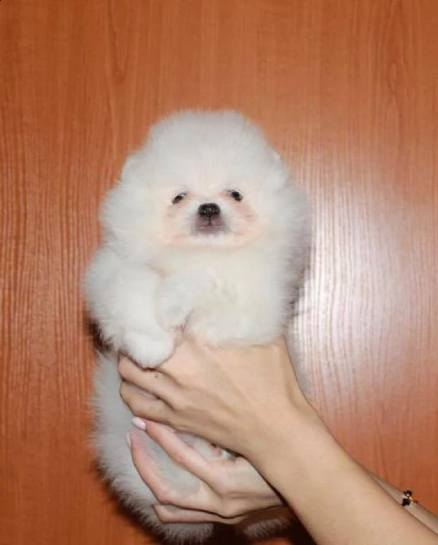 cuccioli di pomerania | Foto 0
