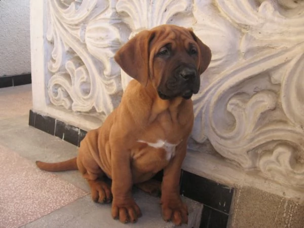 cuccioli di tosa inu