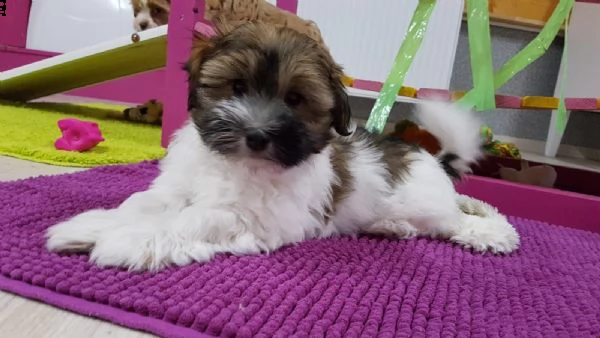bellissimi cuccioli di havanese | Foto 0