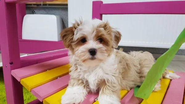 bellissimi cuccioli di havanese