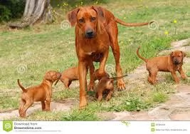 disponibili cuccioli di rhodesian ridgeback belli e sani