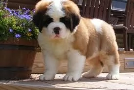 adorabili cuccioli di san bernardo maschio e femmina
