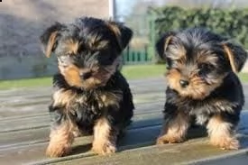 cuccioli di yorkshire terrier registrati kc