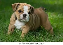 disponibili splendidi cuccioli di bulldog inglese