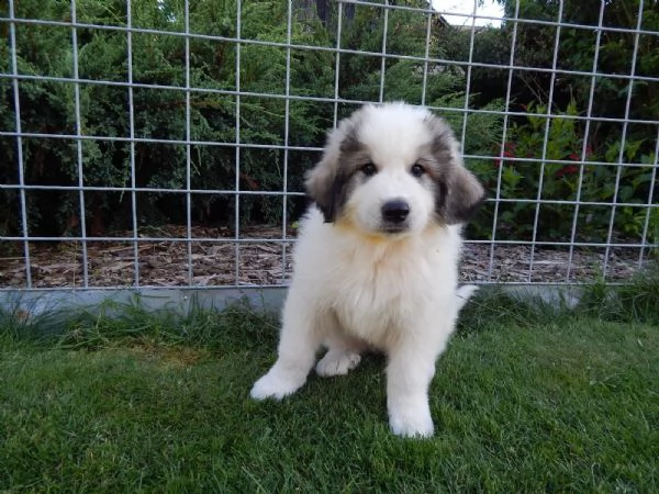 cuccioli montagna dei pirenei | Foto 0