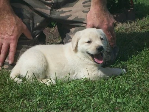 regalo bello labrador  cuccioli maschi e femmine .
