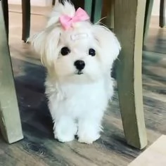 regalo preziosi maltes<>>><>