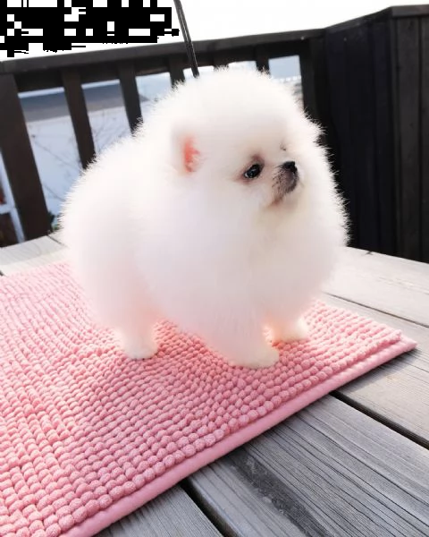 cuccioli di pomerania nani