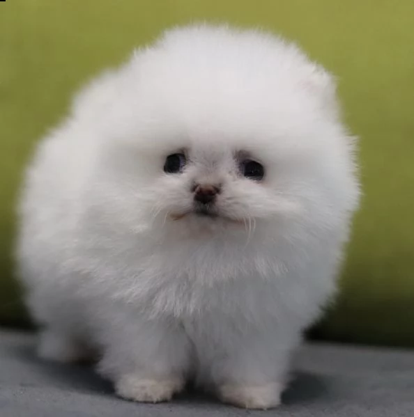 cuccioli pomerania toy