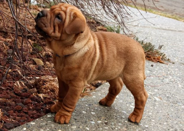 cuccioli di sharpei | Foto 1