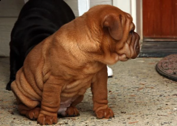 cuccioli di sharpei | Foto 0